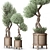 Nature-inspired Indoor Olive Tree Set 3D model small image 1