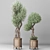 Nature-inspired Indoor Olive Tree Set 3D model small image 2