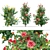 Three Rose Bushes with Varieties 3D model small image 1