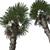 Trachycarpus fortunei Palm Tree Models 3D model small image 2