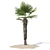 Trachycarpus fortunei Palm Tree Models 3D model small image 4