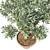 Mini Olive Tree in Pot 3D model small image 4