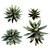  Assorted Succulent Plants Set 3D model small image 4