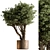 Potted Tree: Indoor Plant 619 3D model small image 1