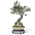 Corona Render Olive Bonsai Model 3D model small image 3