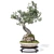 Corona Render Olive Bonsai Model 3D model small image 6