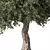 Elegant Olive Tree No.57 3D model small image 3