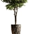 Botanical Beauty - Potted Tree 3D model small image 4