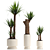 Yucca Indoor Plant 3D Model 3D model small image 2