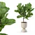 Modern Ficus Lyrata Plant Pot 3D model small image 3