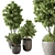 Potted Outdoor Tree Plant 3D model small image 2