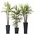 Rhapis Excelsa Lady Palm Set 3D model small image 1