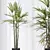 Rhapis Excelsa Lady Palm Set 3D model small image 2