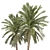 Date Palm Tree 3D Model 3D model small image 3