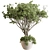 Indoor Tree in Pot Display 3D model small image 1