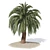 Exotic Macrozamia Palm Tree Model 3D model small image 1