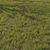 Variety Grass Model Scatter 3D model small image 1