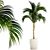 Exotic Phoenix Palm Collection 3D model small image 1