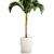 Exotic Phoenix Palm Collection 3D model small image 3