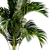 Exotic Phoenix Palm Collection 3D model small image 4