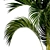 Exotic Phoenix Palm Collection 3D model small image 6