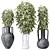 Dwarf Schefflera Umbrella Tree Set 3D model small image 1