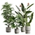 Exotic Indoor Plant Collection Pack 3D model small image 1