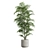 Exotic Indoor Plant Collection Pack 3D model small image 5