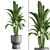 Tropical Indoor Banana Plant 3D model small image 1