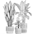 Tropical Plant Collection 1449 3D model small image 7