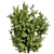 High-Quality Sapodilla Bush 3D Model 3D model small image 5