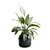 Tropical Peace Lily Plant Decor 3D model small image 4