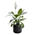 Tropical Peace Lily Plant Decor 3D model small image 5