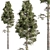 Coastal Sheoak Tree Set 273 3D model small image 1