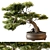 Bonsai Plant 648 - Indoor Greenery 3D model small image 1