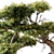 Bonsai Plant 648 - Indoor Greenery 3D model small image 2