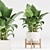 Modern Indoor Plants Set 029 3D model small image 6