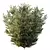 Montra 7 Olive Bush Bundle 3D model small image 4