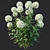 Wild Hydrangea Arborescens 3D Models 3D model small image 6