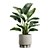 Exotic Indoor Plants Collection Pack 3D model small image 4