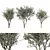 Majestic Olive Tree Sculpture 3D model small image 1