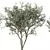 Majestic Olive Tree Sculpture 3D model small image 2