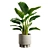 Tropical Strelitzia Houseplant Decor 3D model small image 5