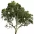 Spring Acer Pseudoplatanus 3D Models 3D model small image 6