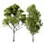 Spring Acer 3D Tree Models 3D model small image 1