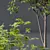 Spring Acer 3D Tree Models 3D model small image 2