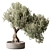 Olive Bonsai Indoor Plant 3D model small image 1