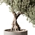 Olive Bonsai Indoor Plant 3D model small image 2