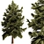 Pine Tree Conifer 2016 Model 3D model small image 1