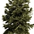 Pine Tree Conifer 2016 Model 3D model small image 2